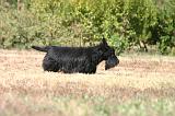 SCOTTISH TERRIER 268